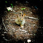 Front Yard Neighbor